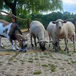 Koperkowe Rancho Beskid Wyspowy Malopolskie Kamionna (Trzciana)