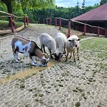 Koperkowe Rancho Beskid Wyspowy Malopolskie *