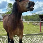 Prázdninový dům Koperkowe Rancho Beskid Wyspowy Malopolskie Kamionna (Trzciana)