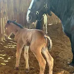 Koperkowe Rancho Beskid Wyspowy Malopolskie Prázdninový dům *