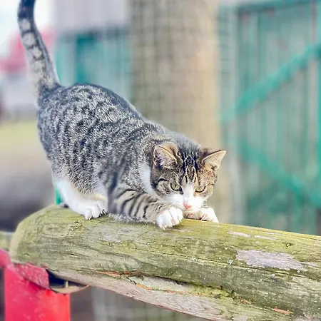 Koperkowe Rancho Beskid Wyspowy Malopolskie *